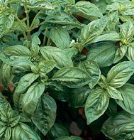 BASIL*GENOVESE**HEIRLOOM & ORGANIC***8,000 SEED!