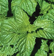BASIL*NAPOLETANO****10,000 SEED!