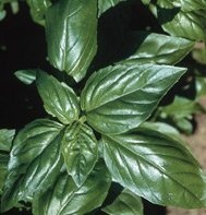 BASIL*AROMA***ORGANIC*****4,000 SEED!