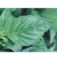 BASIL*NUFAR******ORGANIC*****4,000 SEED!
