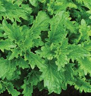 BASIL*SERATA**********2,000 SEED!