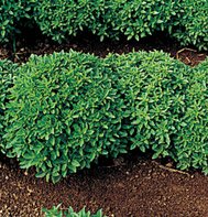BASIL*SPICY BUSH*******2,000 SEED!