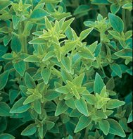 BASIL*FINO VERDE*********5,000 SEED!