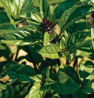BASIL*CINNAMON***ORGANIC***4,000 SEED!