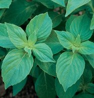 BASIL*LEMON*MRS. BURNS****HEIRLOOM******1,000 SEED!