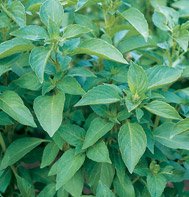 BASIL*LEMON*SWEET DANI******HEIRLOOM***700 SEED!