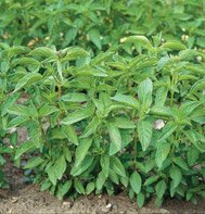 BASIL*LIME**********2,000 SEED!