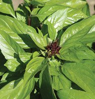BASIL*THIA MAGIC*************3,000 SEED!