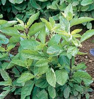 BASIL*HOLY***************10,000 SEED!
