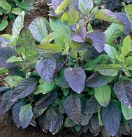 BASIL*HOLY RED AND GREEN******7,000 SEED!