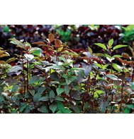 BASIL*ARARAT***************2,000 SEED!