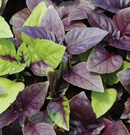 BASIL*DARK OPAL**************2,500 SEED!