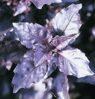 BASIL*OSMIN PURPLE**************2,500 SEED!