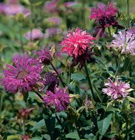 BEE BALM*PANORAMA MIX*************350 SEED!