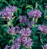 BERGAMOT*WILD********************5,000 SEED!