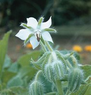 BORAGE*WHITE***************700 SEEDS!