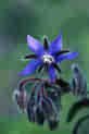 BORAGE*******************700 SEED!