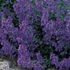 CATMINT*************3,000 SEED!