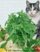 CATNIP*********NON-ORGANIC*************10,000 SEEDS!