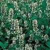 CATNIP************ORGANIC****************10,000 SEED!