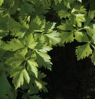 CELERY*CUTTING****************30,000 SEED!