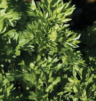 CELERY*PAR-CEL****************2,500 SEED!