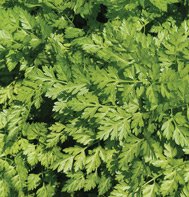 CHERVIL*VERTISSIMO**********6,000 SEED!