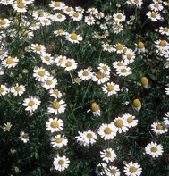 CHAMOMILE*BODEGOLD*************5,000 SEED!