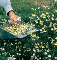 CHAMOMILE*COMMON**************80,000 SEED!
