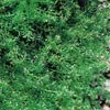 CHAMOMILE*ROMAN**************3,000 SEED!