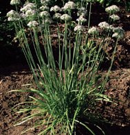 CHIVES*GARLIC*CHINESE LEEKS****ORGANIC****1,500 SEEDS!