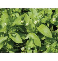CHICKWEED*****ORGANIC*******3,000 SEEDS!