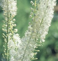COHOSH*BLACK*******************25 SEED!