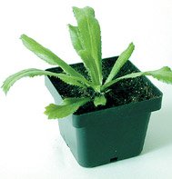 CULANTRO************************1,500 SEED!