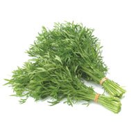 CILANTRO/CORIANDER*DELFINO********1,000 SEED!