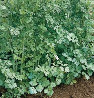 CILANTRO/CORIANDER*SANTO MONOGERM***2,000 SEEDS!