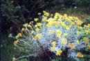 CUMIN************************4,000 SEED!