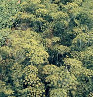 DILL*BOUQUET******NON-ORGANIC**********8,000 SEEDS!