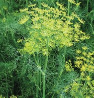 DILL*VIERLING*********************4,000 SEEDS!
