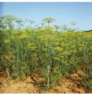 DILL*HERCULES**************10,000 SEEDS!