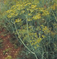 DILL*SUPERDUKAT*****************10,000 SEEDS!