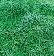 DILL*FERNLEAF********************1,000 SEED!