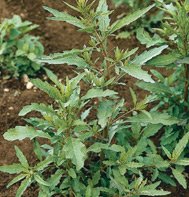 EPAZOTE**********ORGANIC************20,000 SEED!