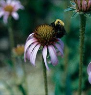 ECHINACEA*ANGUSTIFOLIA*****ORGANIC*****700 SEEDS!