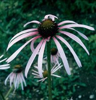 ECHINACEA*PALLIDA****************1,200 SEEDS!