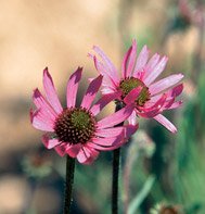 ECHINACEA*TENNESSEENSIS****ORGANIC****150 SEED!