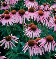 ECHINACEA*PURPUREA*****NON-ORGANIC**1,500 SEEDS!