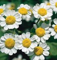 FEVERFEW*****ORGANIC****10,000 SEEDS!