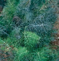 FENNEL*BRONZE & GREEN****ORGANIC***2,500 SEEDS!