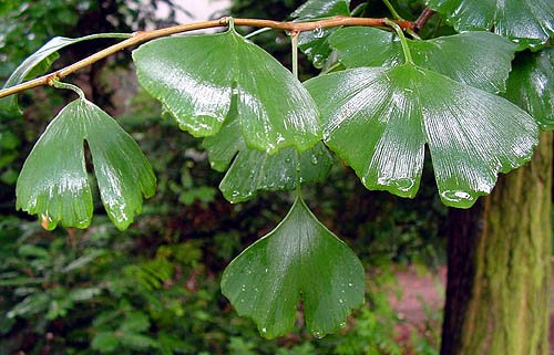 GINKO BILOBA*******10 SEED
